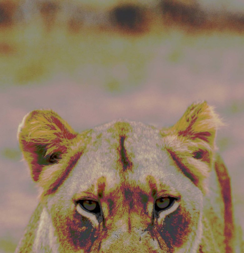 lioncolorfulcropped